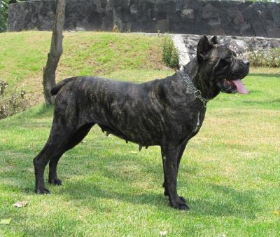 BRUNA (SOBERON)