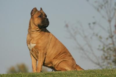 AKIRA DEL ROSSO MALPELO