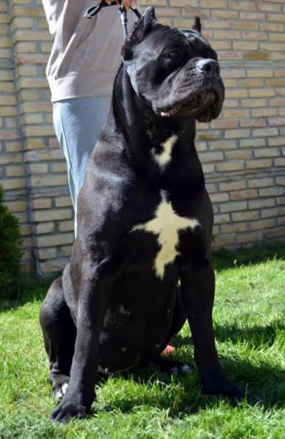 ZVEZDANA DOLCE GRACIOSO