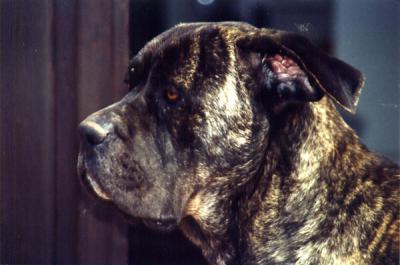 ATHENA
