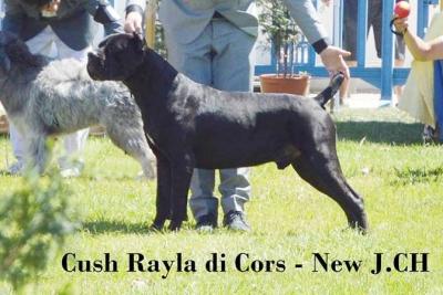 CUSH RAYLA DI CORS