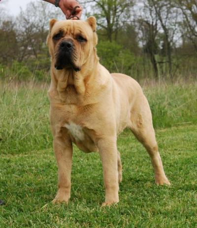 MAD RIVER'S SIMBA