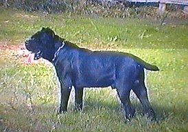 LOTHAR