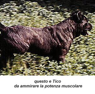 TICO