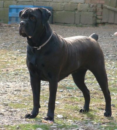 STELLA
