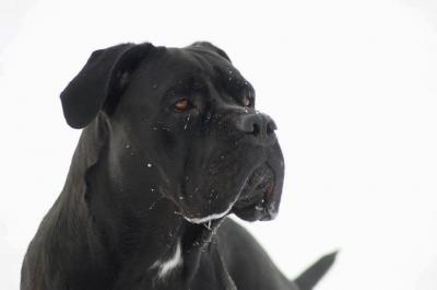 DIORA CANE D'ORO ITALIANO