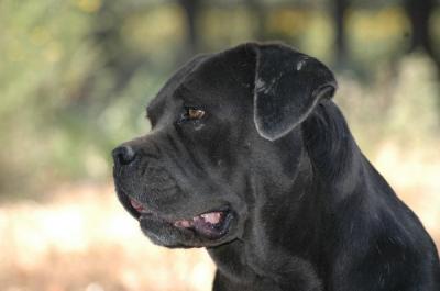 AMELIA DEL NERO VELLUTO