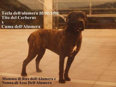 TECLA DELL'ALUMERA