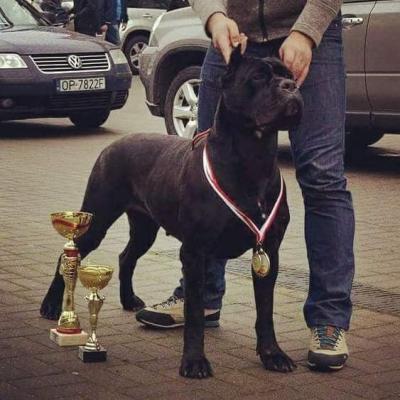 CANTANA IZ DINASTII CHEMPIONOV
