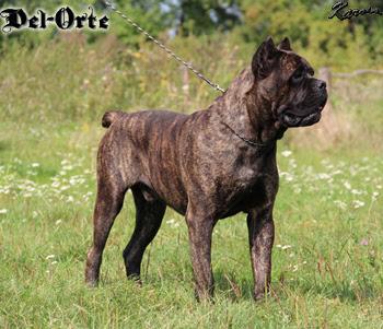 FIGO FAGO DEL-ORTE M.L.