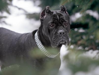 RENESME BEAUTIFUL AFINA
