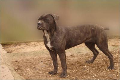 OMBRA