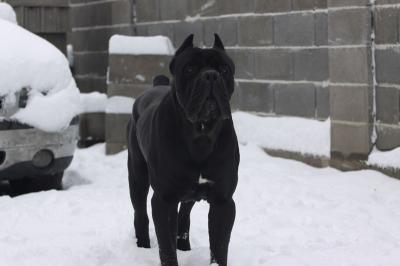 BOSS DELL ANTICO GUARDIANO