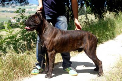 LAMBERTO