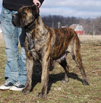 MAD RIVER'S CHARLIE