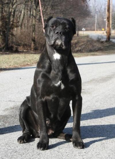 CORA