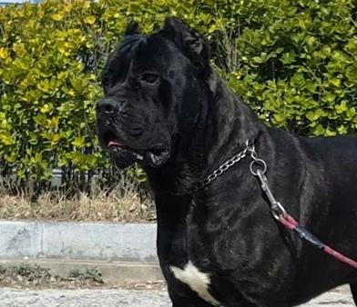 GROM DOLCE GRACIOSO