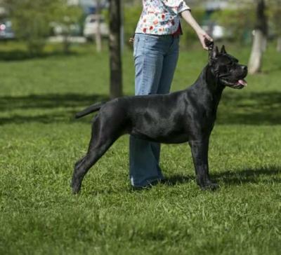 NOCHNOY DOZOR PRADA DLYA FORTE DEL KANE