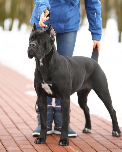 CANE CAVALCADO BATALIA
