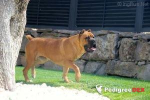 MAXIMA DEL CORSOCLUB