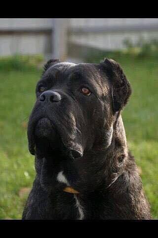 CANE MYGLORY BERZA