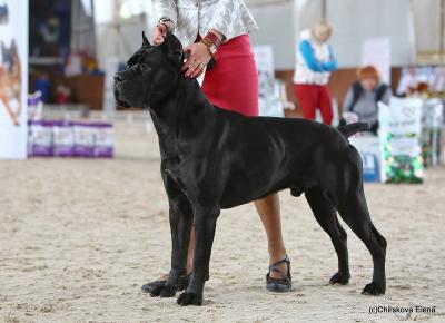 GO AND WIN FOR CHAMPION DINASTY
