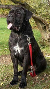 BEAUTY POROLISSUM CANE CORSO