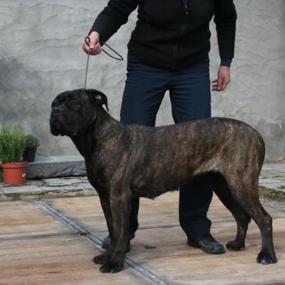 NEMESIS IL NOBILE GUARDIANO