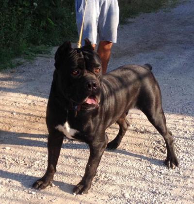 ETTORE