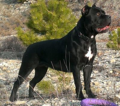 NIMBO DI GLORIA TAYRA BENKS