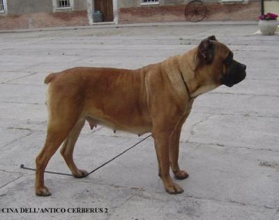 CINA DELL'ANTICO CERBERUS