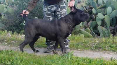 RAMBO DEI VILLOTI