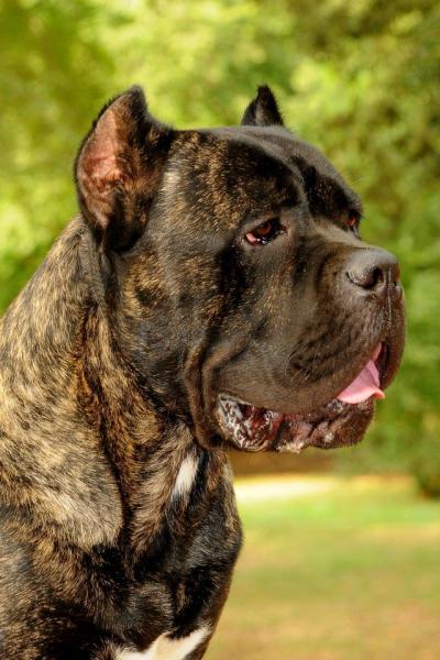 ETTORE