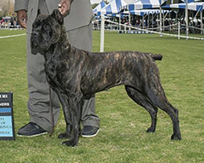 ECHELON 1 LADY TAURINO OF THE PACIFIC