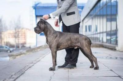 SHERIF IZ DINASTII CHEMPIONOV
