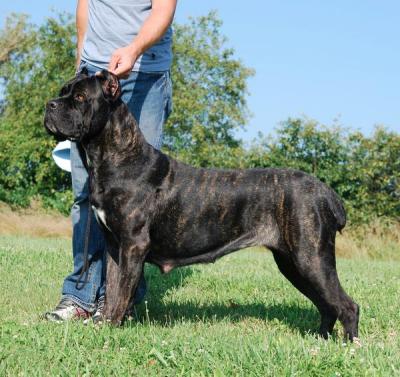 ULISSE'S CHARLETTE