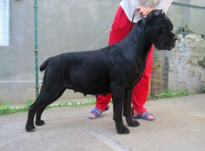 GOLDEN MOLOSS ODREY