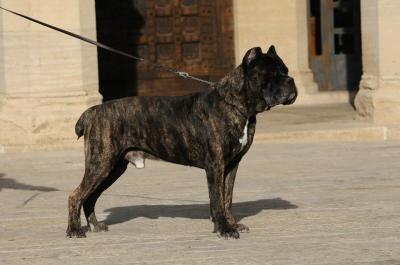 ERCOLE