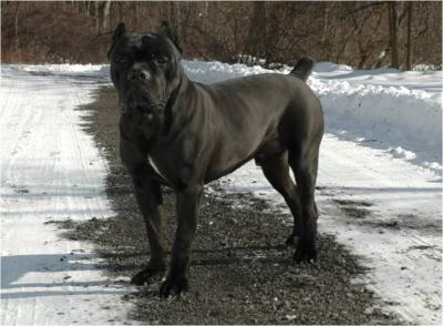 HAWK DEL CANE CLUB