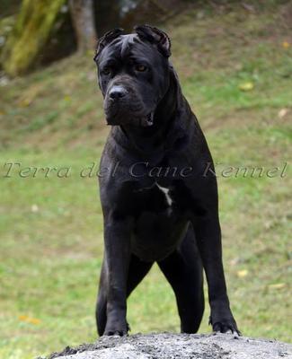 QUILOA DEL CANE CLUB
