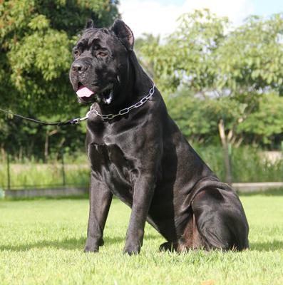 KOBA TERRA DEL CANE
