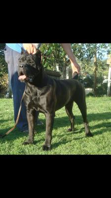 ANGAR GOLDEN CANE WF