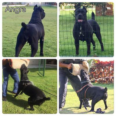 ANGRA BAHIA CANE GOLD
