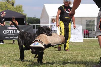 ODESSA DONO DEL CIELO