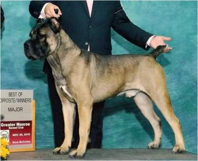 ORONZO (AKC NAME: BALLARD'S ORONZO)