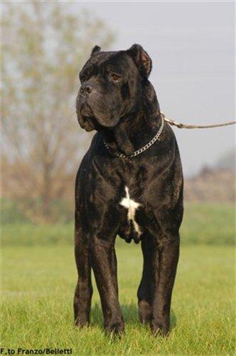 ZEUS