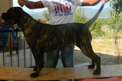 APHRODITE KOCA PATILER