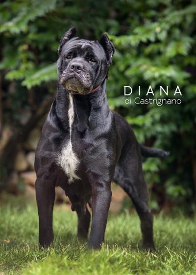 DIANA NEGRA