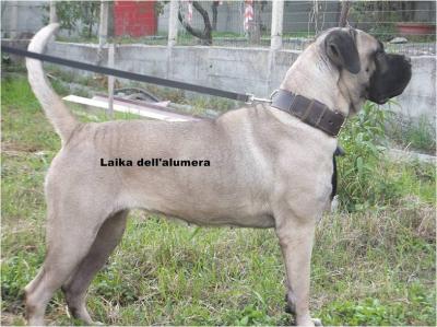 LAIKA DELL'ALUMERA