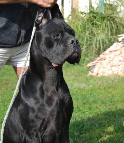 ROXIE